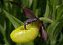 Orchis Cane