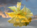 Wolkenblume