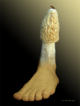 FP 8