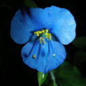 Commelina