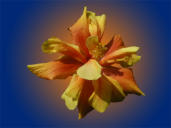Hibiskus 1