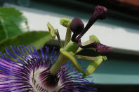 Maracuja