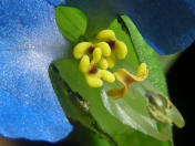 Commelina 2