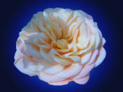 Rose 1