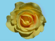 Rose 2
