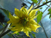 Blüte der Ananastomate