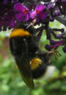 Hummel