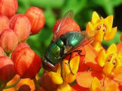 Kaisergoldfliege auf Seidenblume