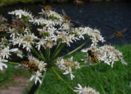 Schwebfliegen