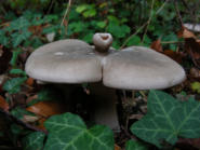 Nebelkappe
