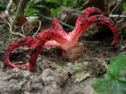 Tintenfischpilz