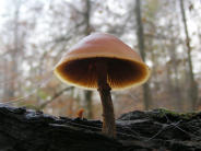 Rübling