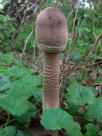 Parasol