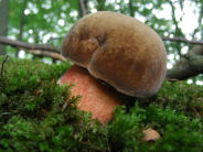 Flockenstieliger Hexenröhrling