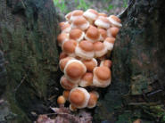 Stockschwämmchen