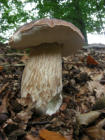 Steinpilz