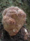 Tropfender Schillerporling