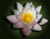 Seerose