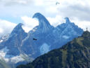 Bergvögel
