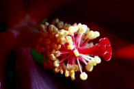 Hibiskus 2