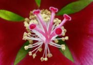 Hibiskus 3