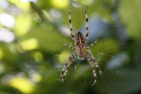 Kreuzspinne